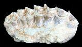 Oreodont (Leptauchenia) Jaw Section - South Dakota #70121-1